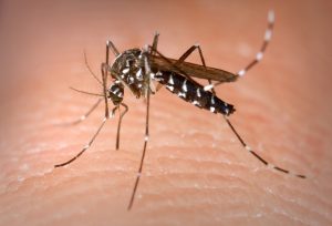 La zanzara tigre Aedes albopictus Skuse